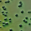 ﻿Study of the dynamics of the microbial c ...